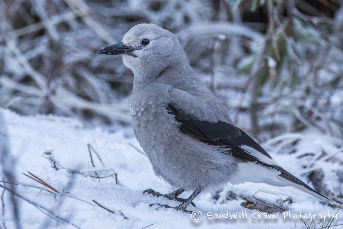 Clark's Nutcracker - ML285854721