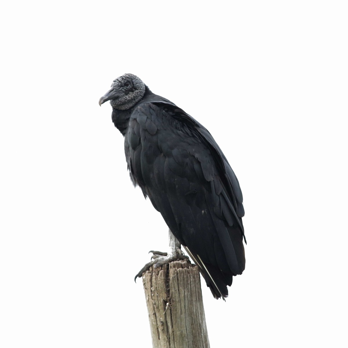 Black Vulture - ML285854731