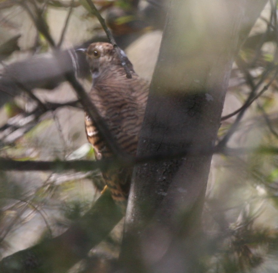 Common Cuckoo - ML285855001