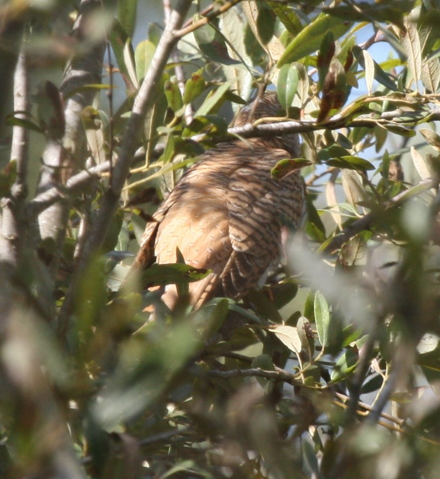 Common Cuckoo - ML285855011