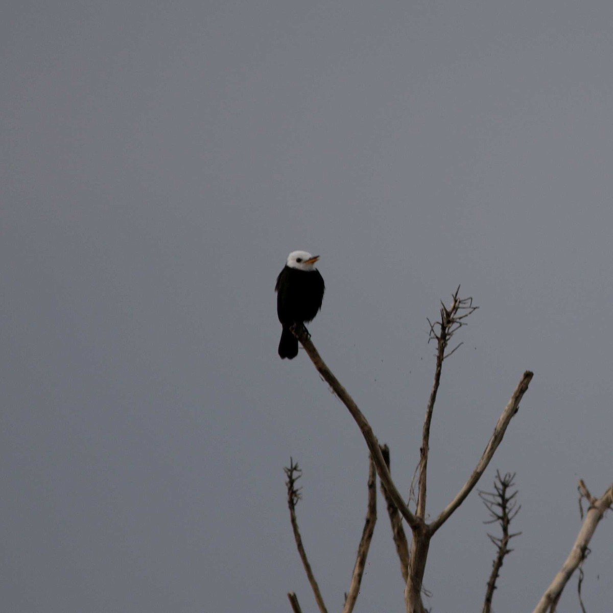 White-headed Marsh Tyrant - José Dionísio JDionísio