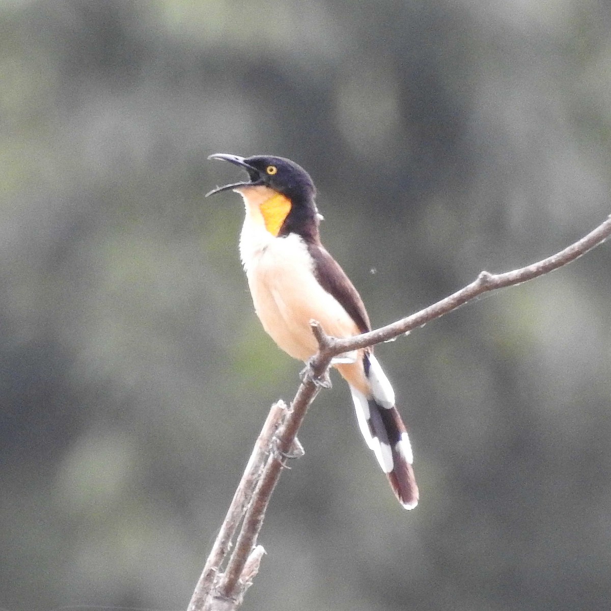 Black-capped Donacobius - ML285855241