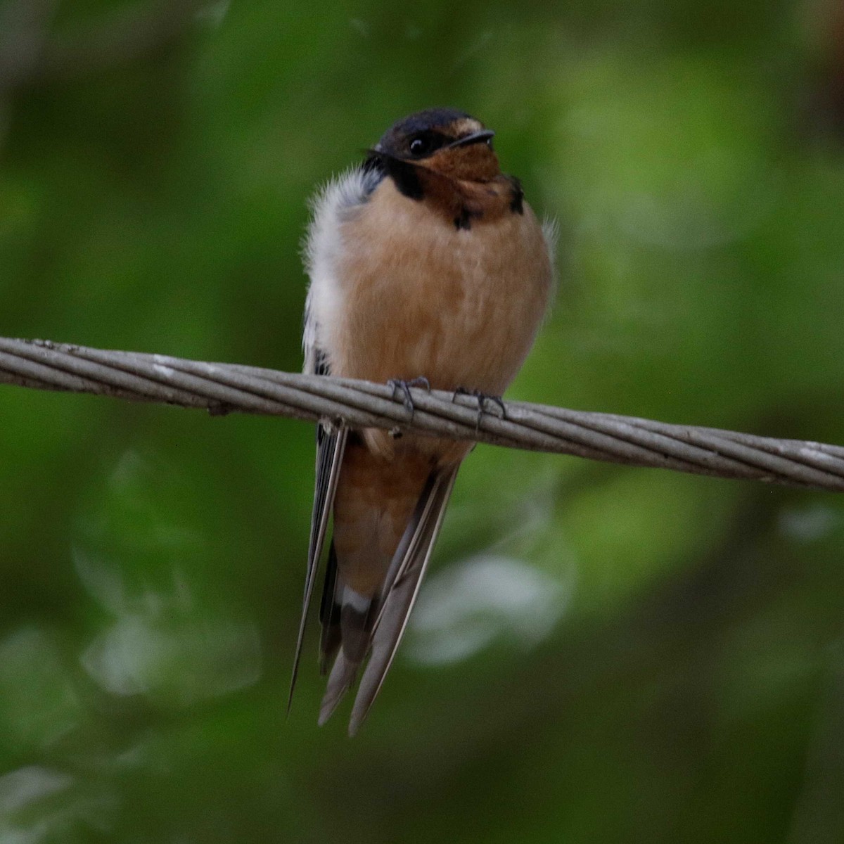 Golondrina Común - ML285855491