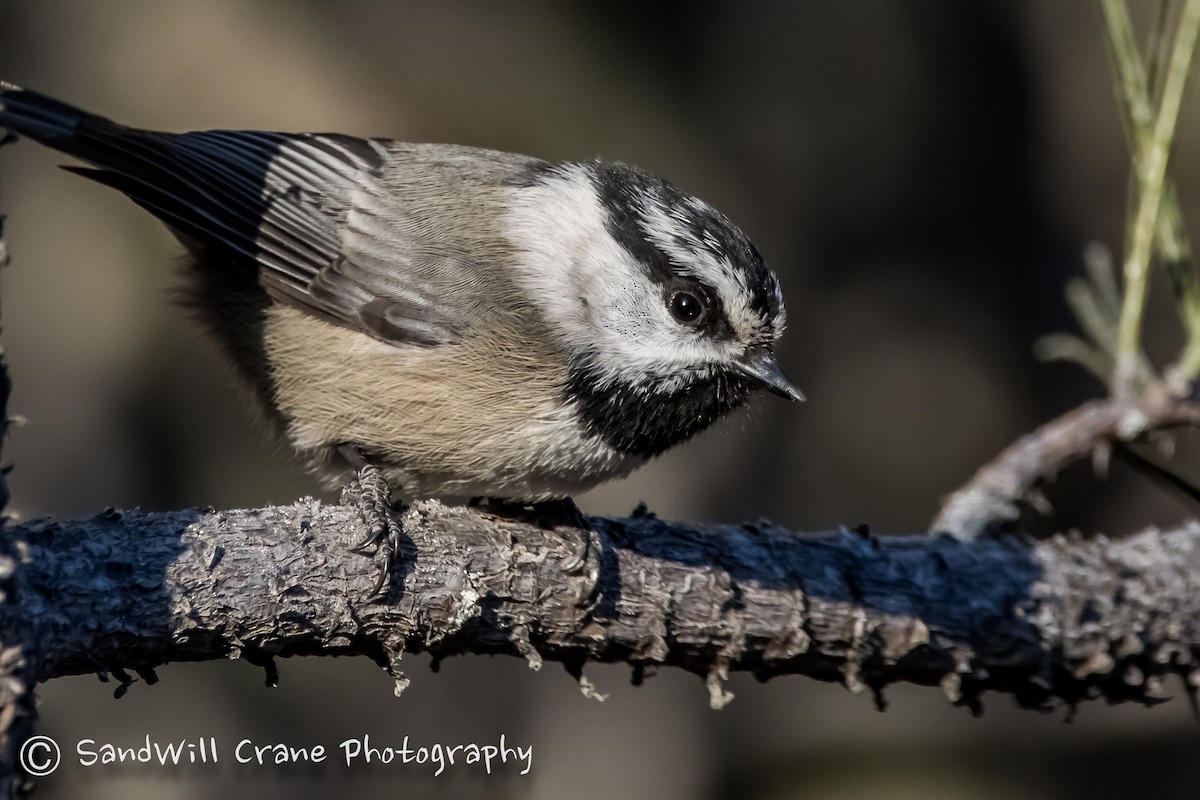 Mountain Chickadee - ML285855541