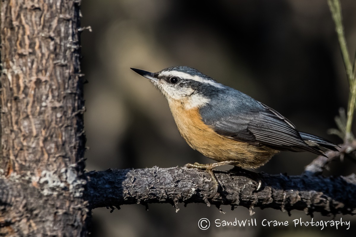 Red-breasted Nuthatch - ML285855601