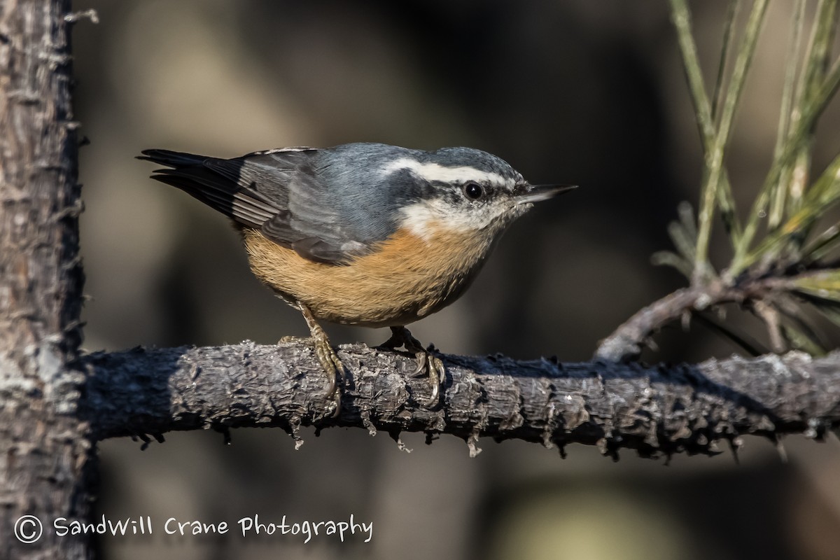 Red-breasted Nuthatch - ML285855611
