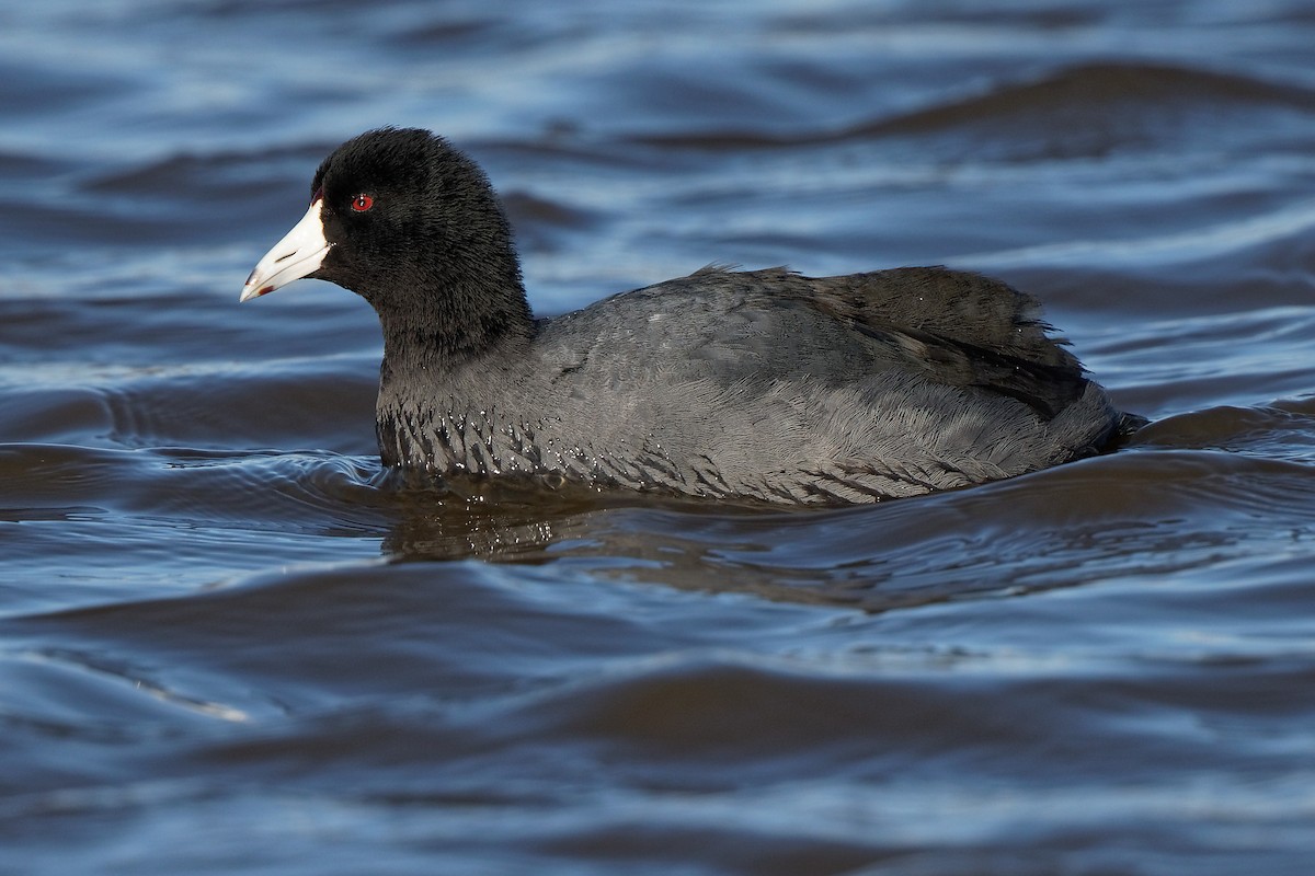 American Coot - Joel Marcinik