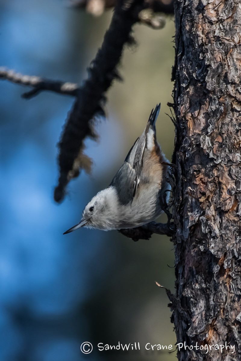 White-breasted Nuthatch - ML285856611
