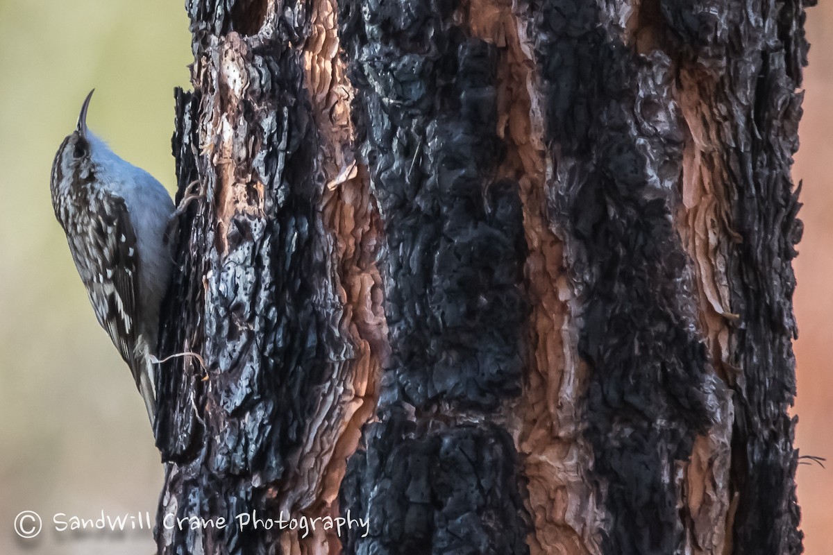 Brown Creeper - ML285856641