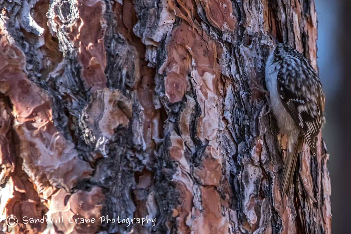 Brown Creeper - ML285856661