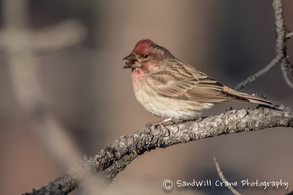 Cassin's Finch - ML285856671