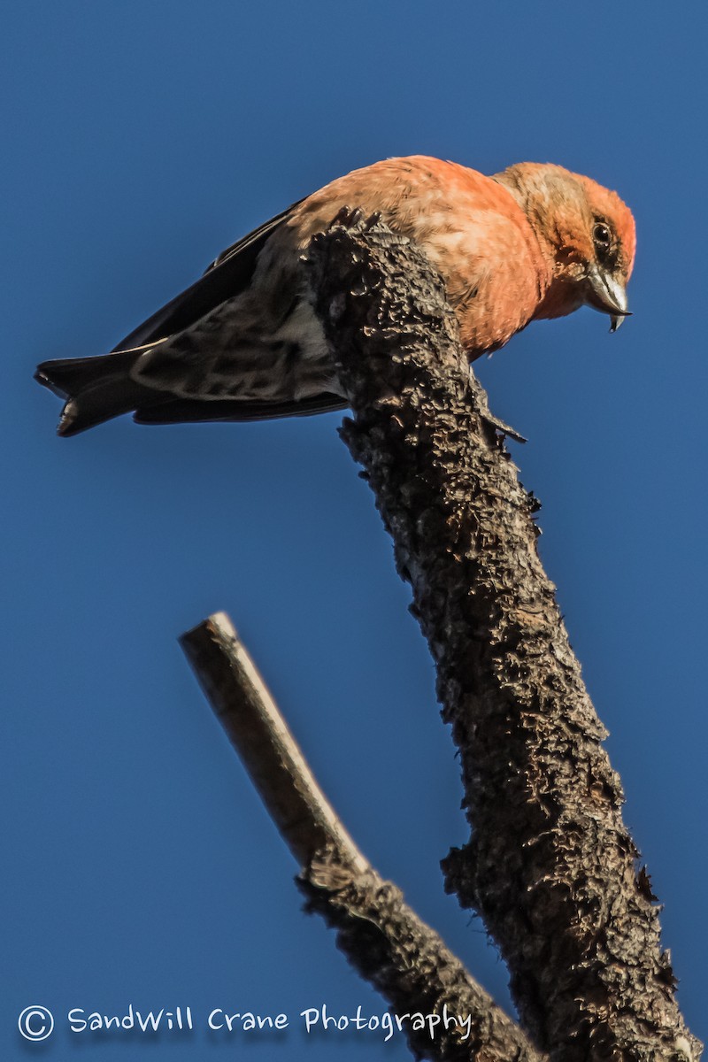 紅交嘴雀 - ML285856721