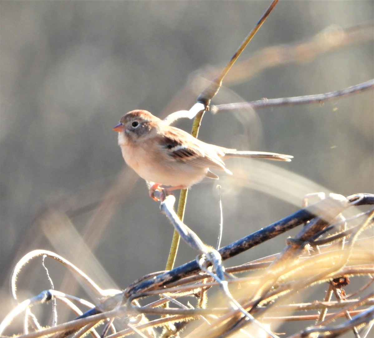 Field Sparrow - ML285856751