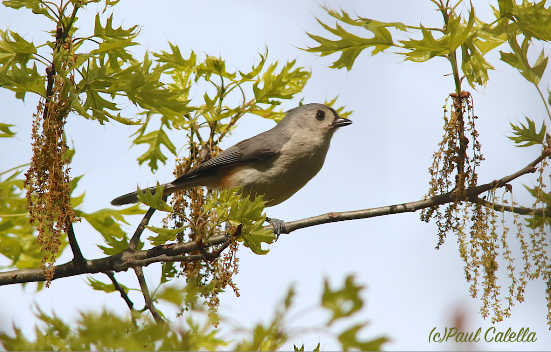 Tufted Titmouse - ML28585681