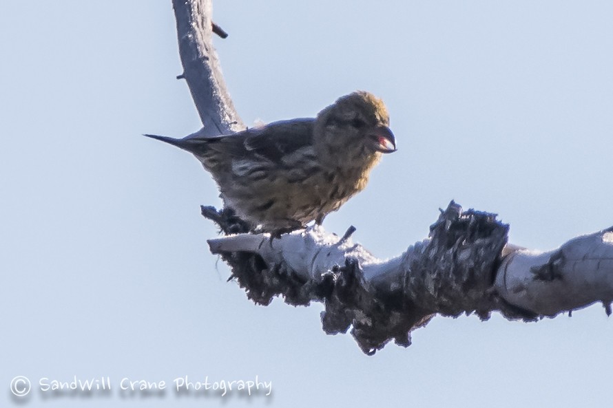 White-winged Crossbill - ML285856841