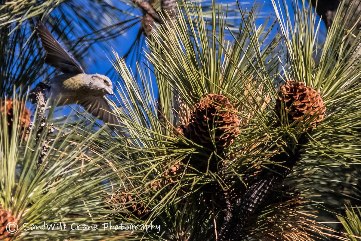 Bec-croisé des sapins - ML285856851