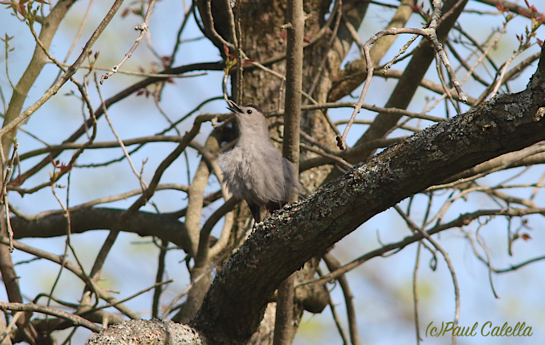 Gray Catbird - Paul Calella