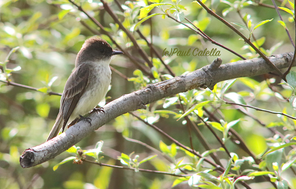 Eastern Phoebe - ML28585711