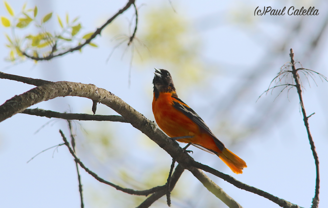 Baltimore Oriole - ML28585751