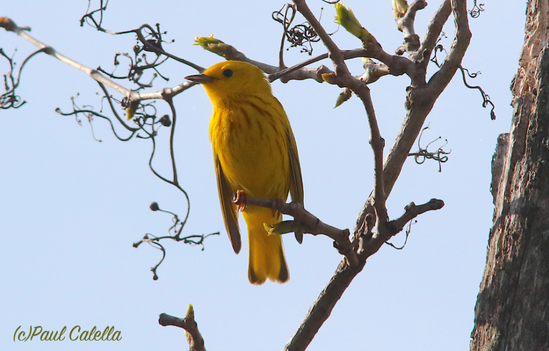 Yellow Warbler - ML28585801