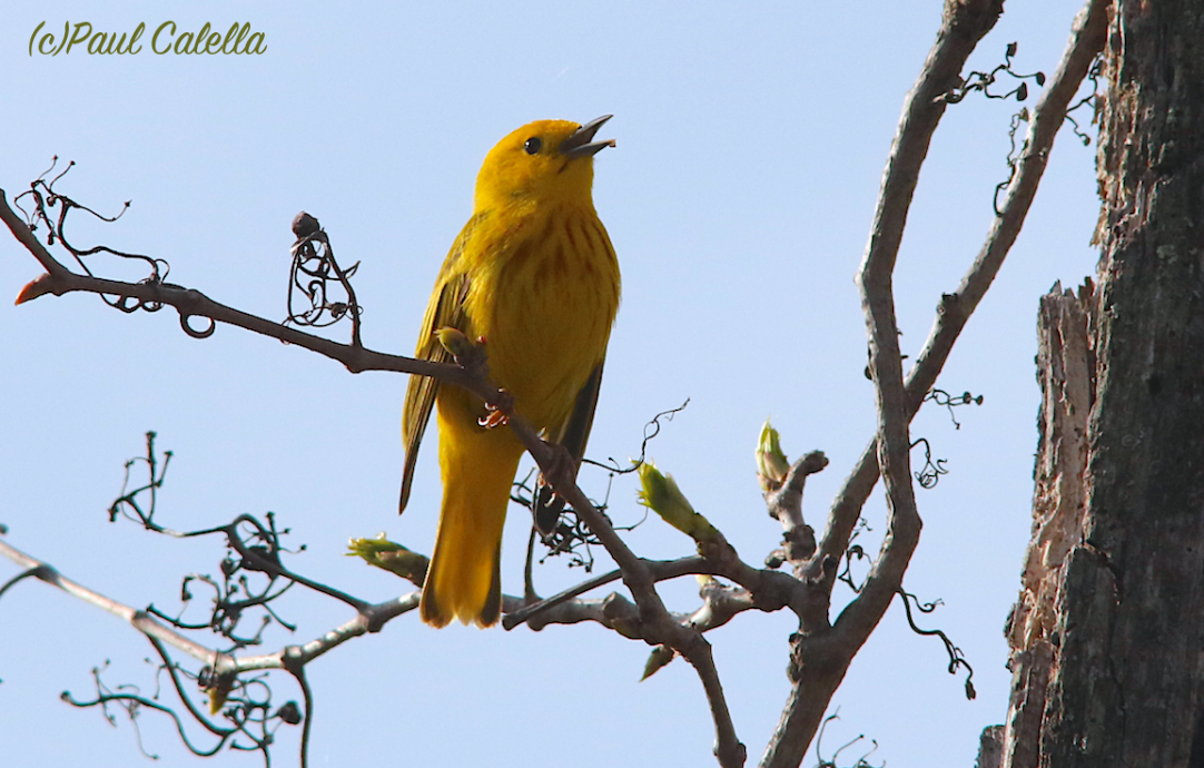 Yellow Warbler - Paul Calella