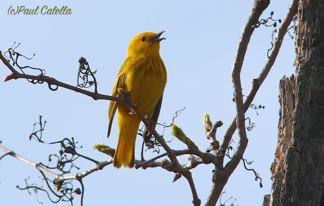 Yellow Warbler - ML28585821