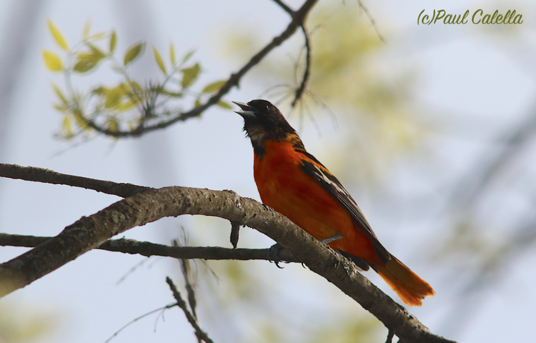 Baltimore Oriole - ML28585831