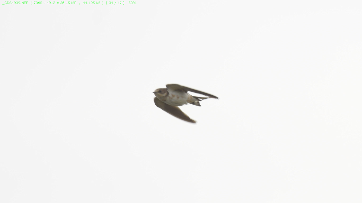 Barn Swallow - ML285858421