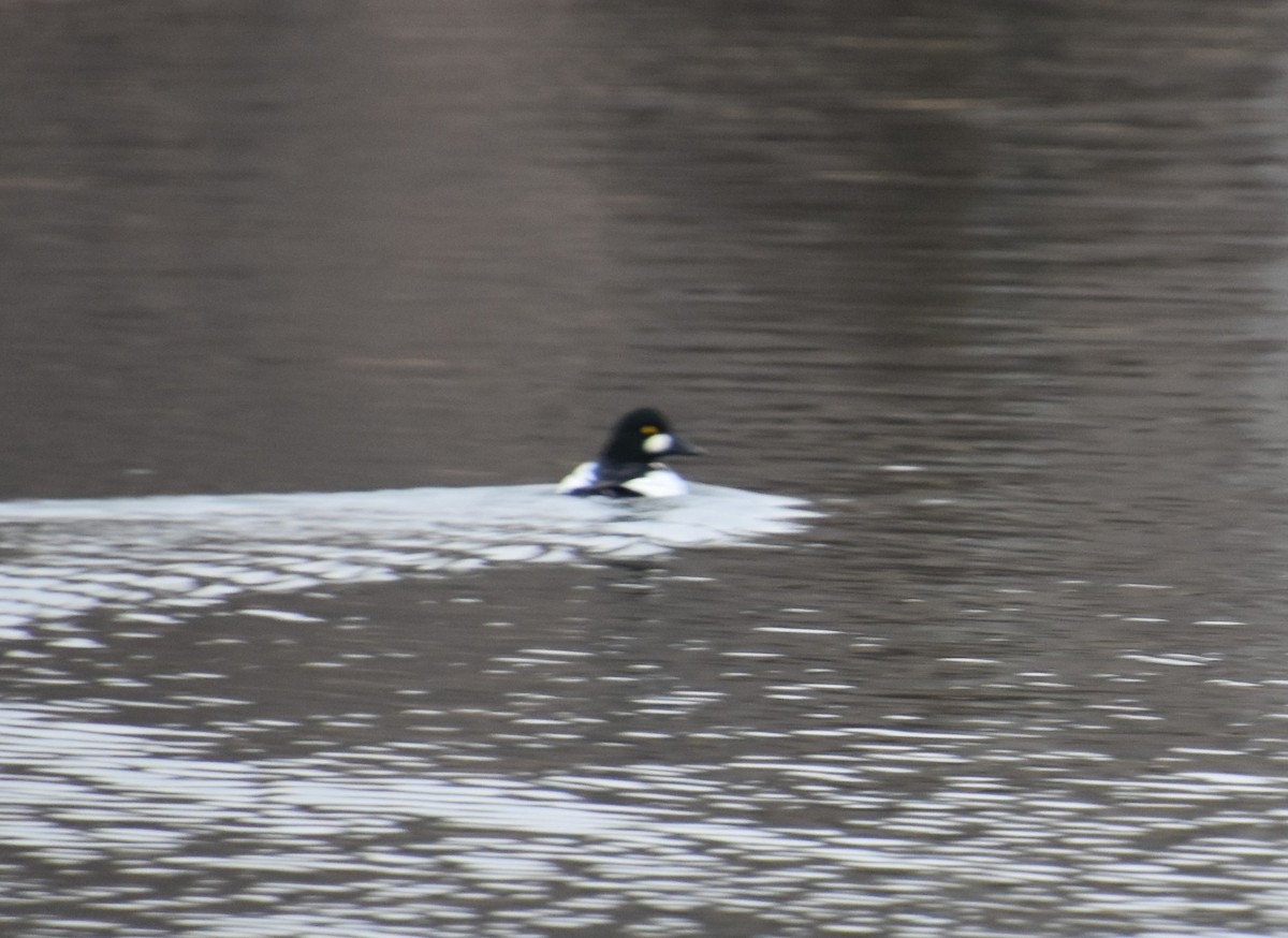 Common Goldeneye - David Cunningham