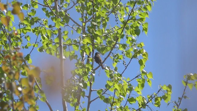 Willow Flycatcher - ML285859491