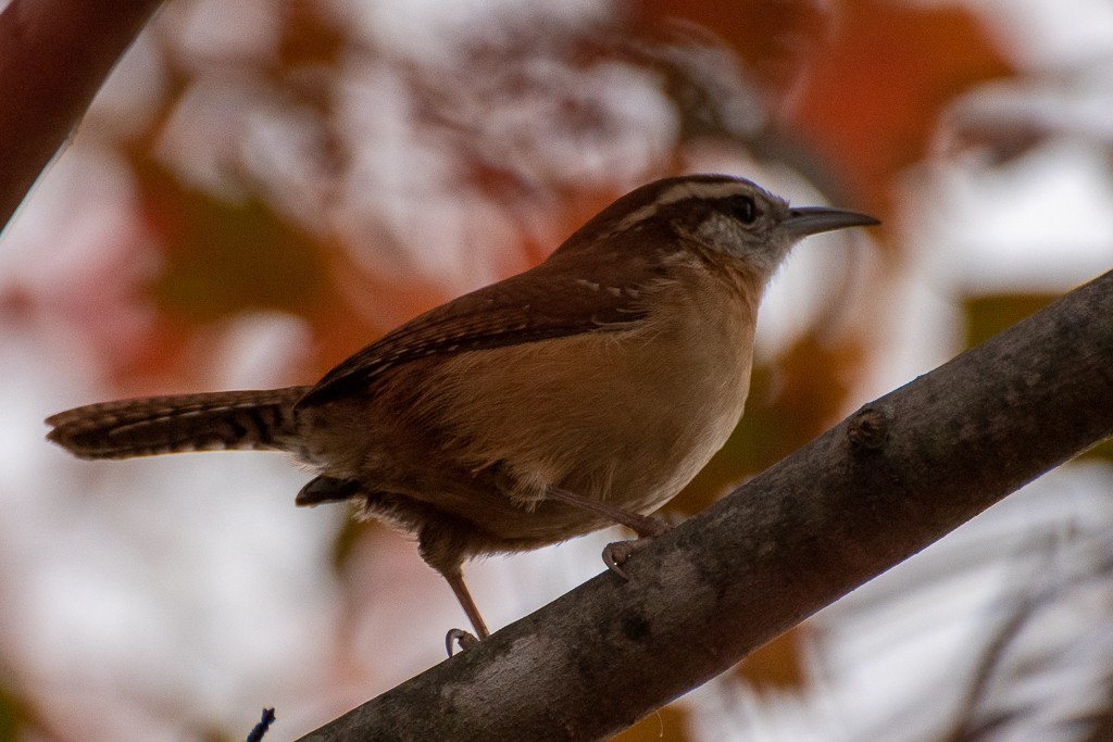 Carolina Wren - Derek Hudgins