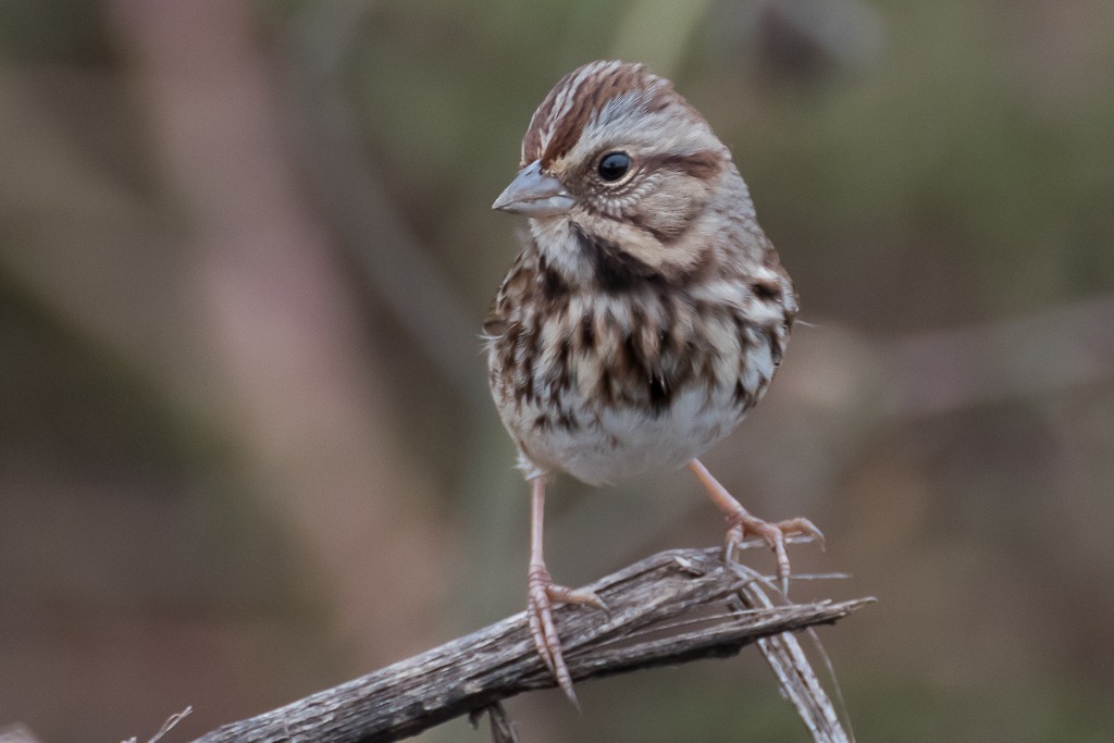 Song Sparrow - ML285861351