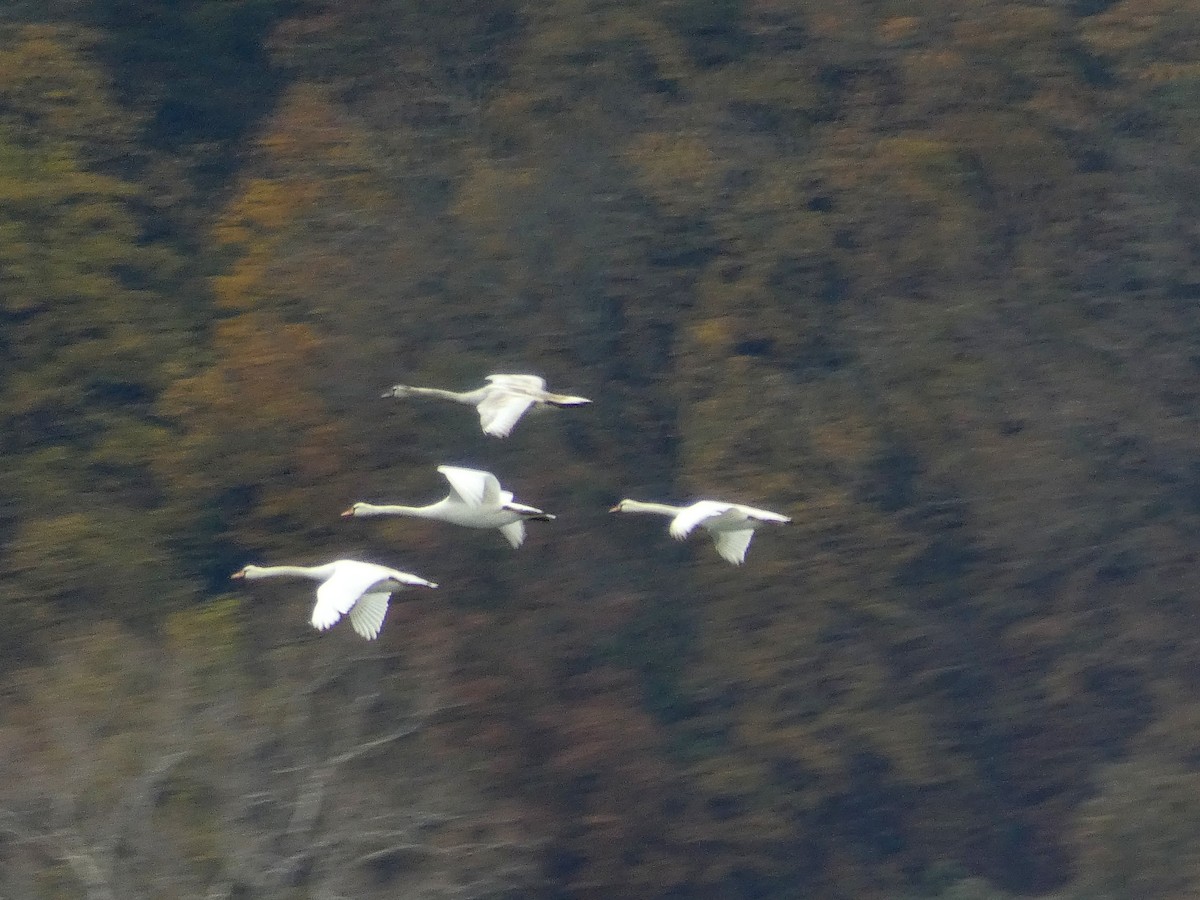 Mute Swan - ML285862071