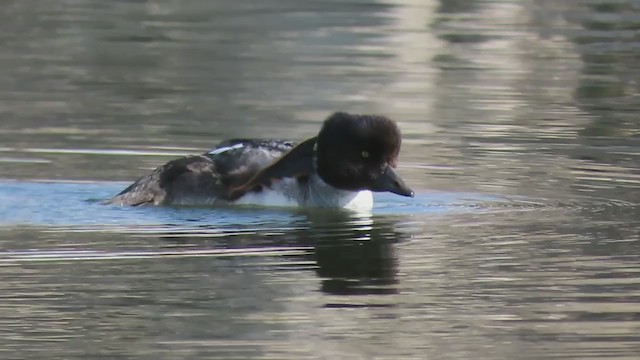 Barrow's Goldeneye - ML285863611