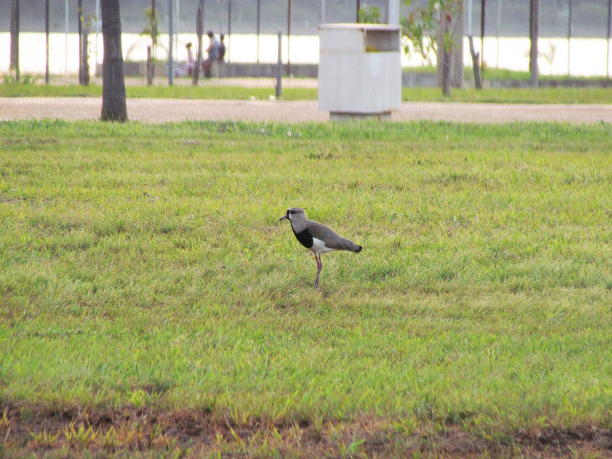 Southern Lapwing - ML285865071