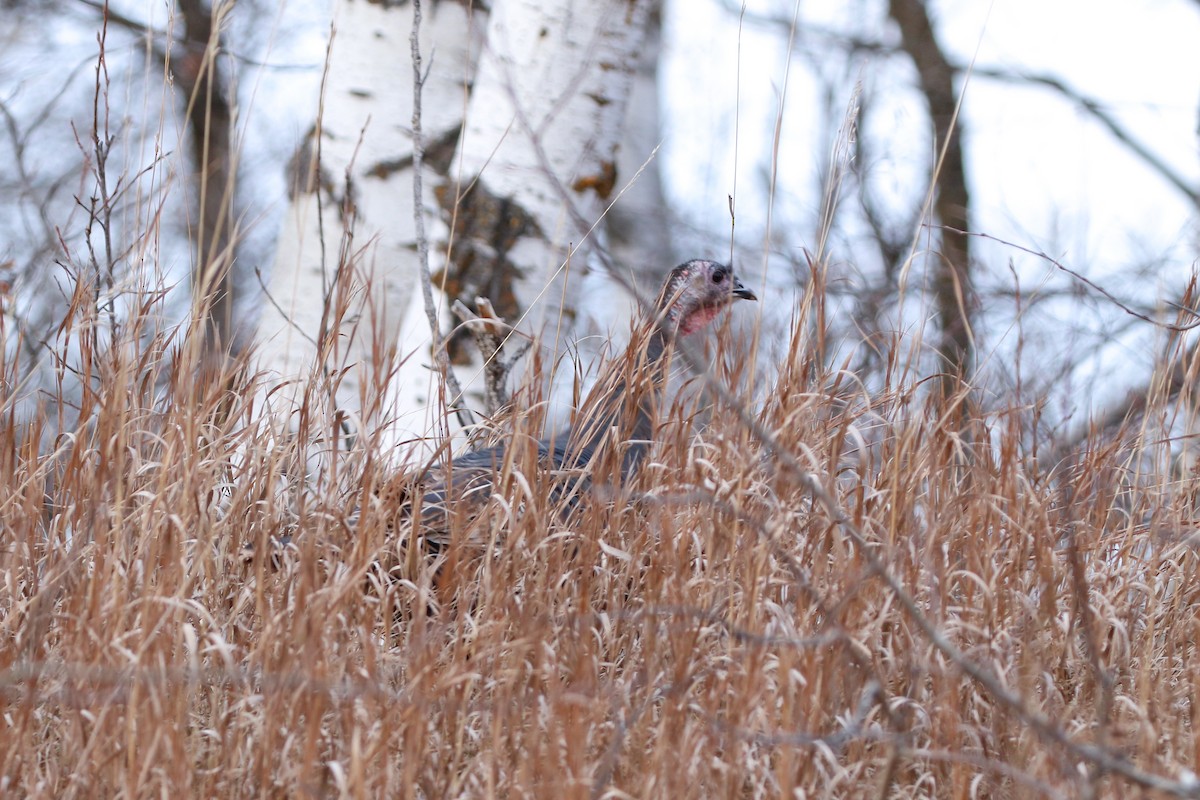 Wild Turkey - ML285865471