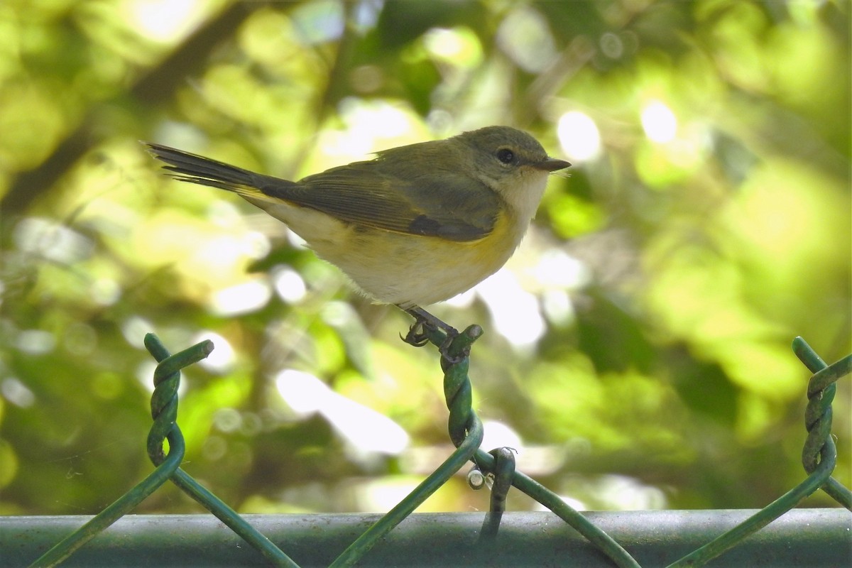 American Redstart - ML285866071