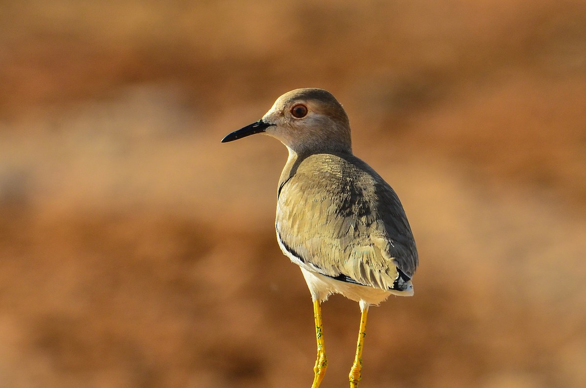 White-tailed Lapwing - Watter AlBahry