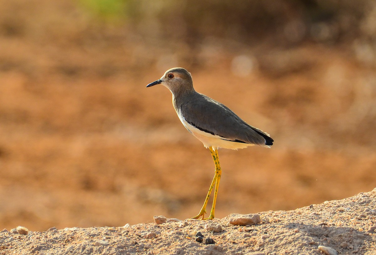 White-tailed Lapwing - Watter AlBahry