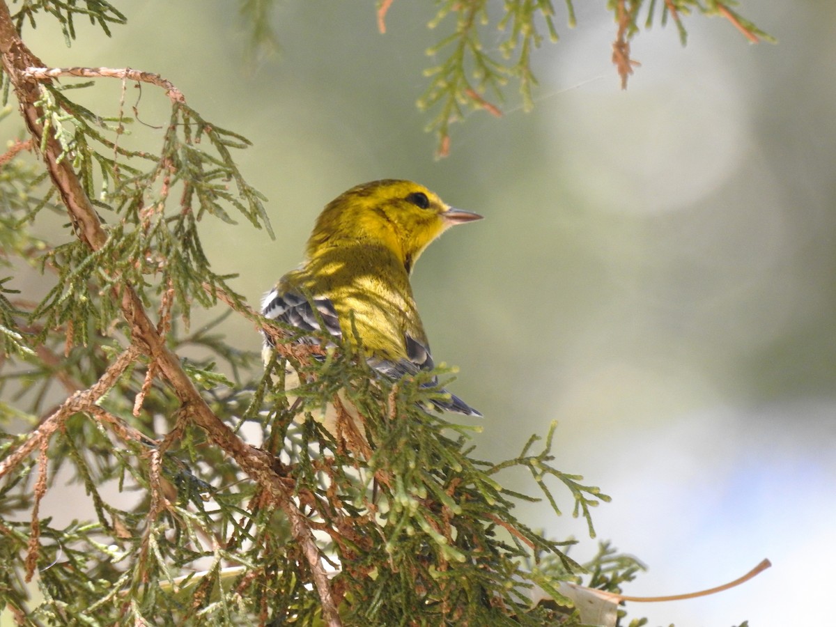 Black-throated Green Warbler - ML285866481