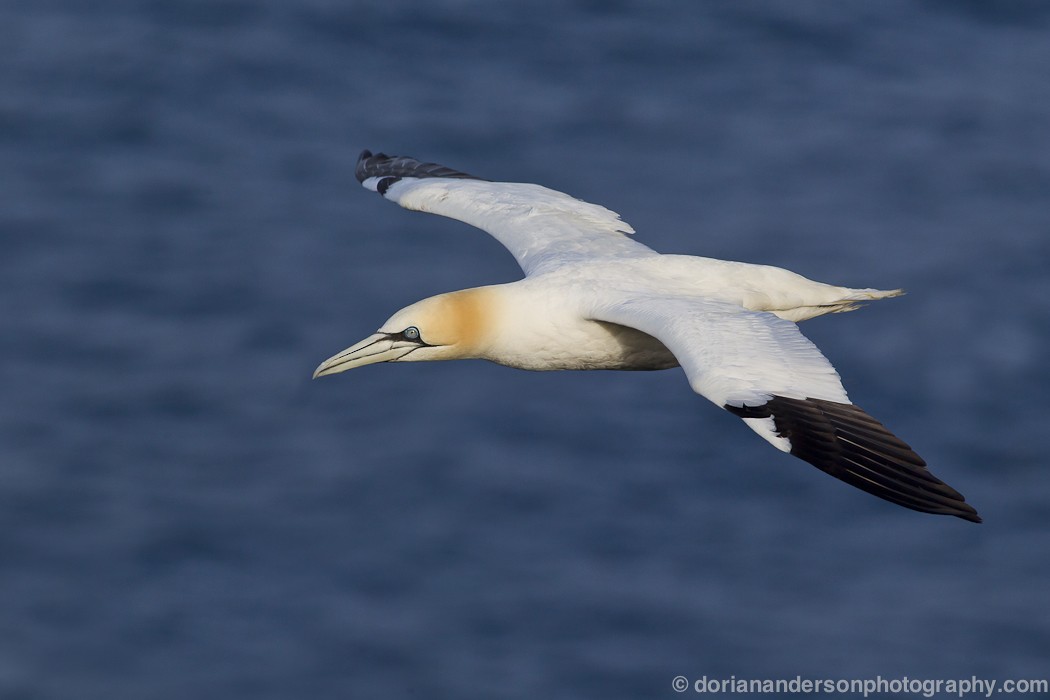 Northern Gannet - ML28586791