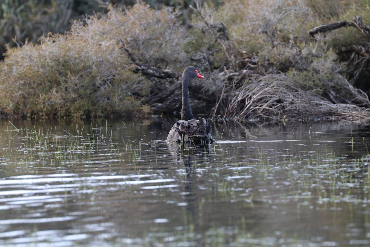 Black Swan - David Ekdahl