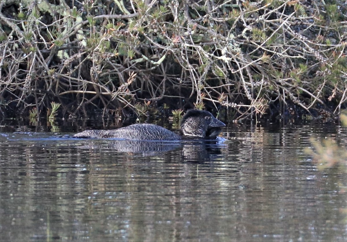 Musk Duck - ML285868161