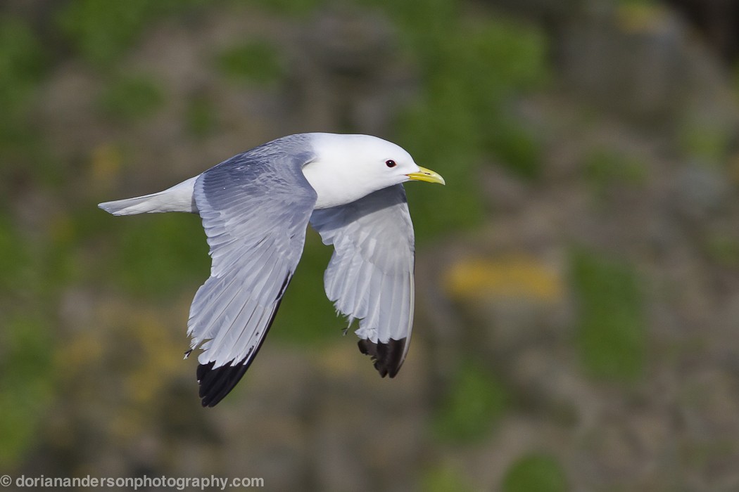Black-legged Kittiwake - Dorian Anderson