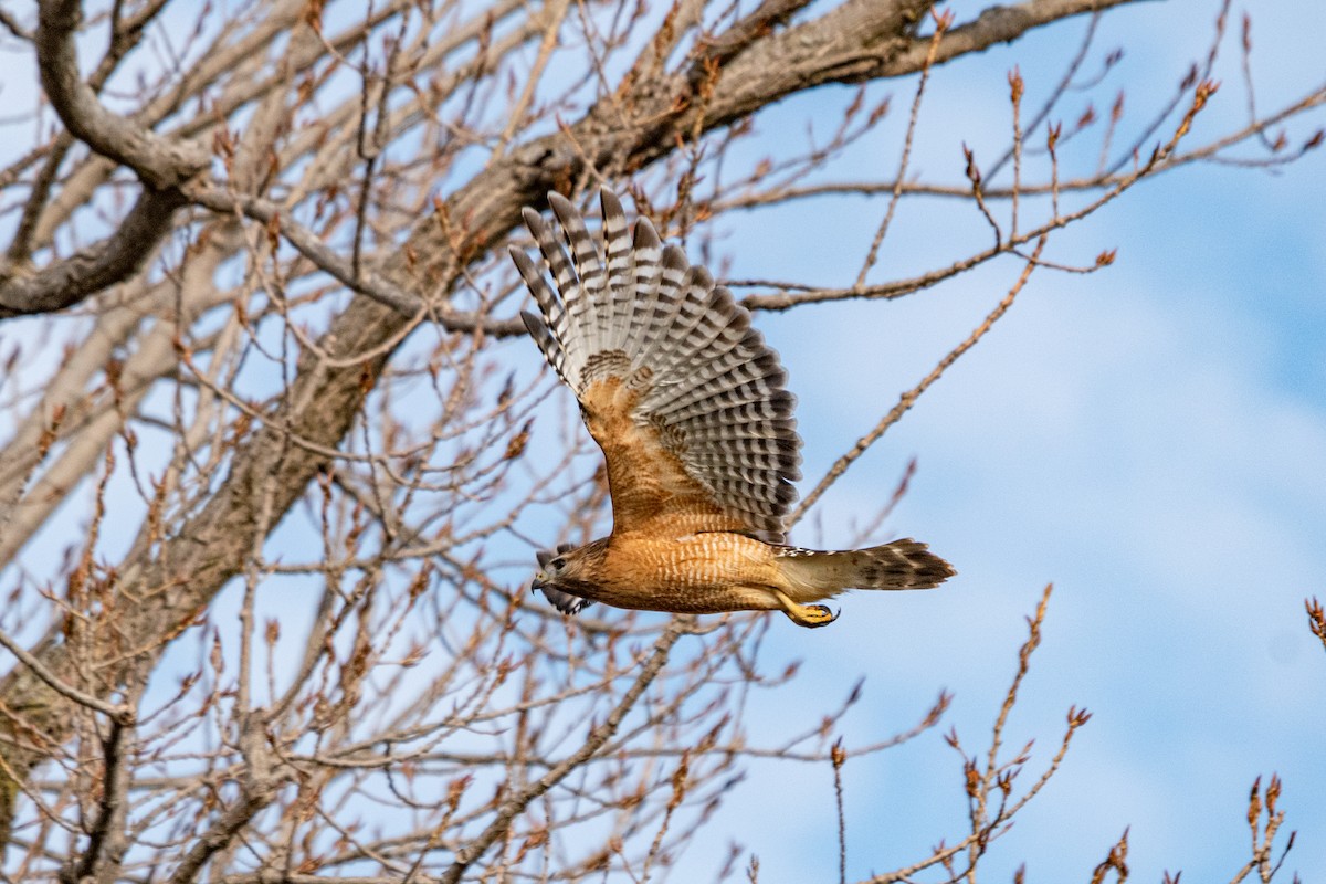Red-shouldered Hawk - ML285868711