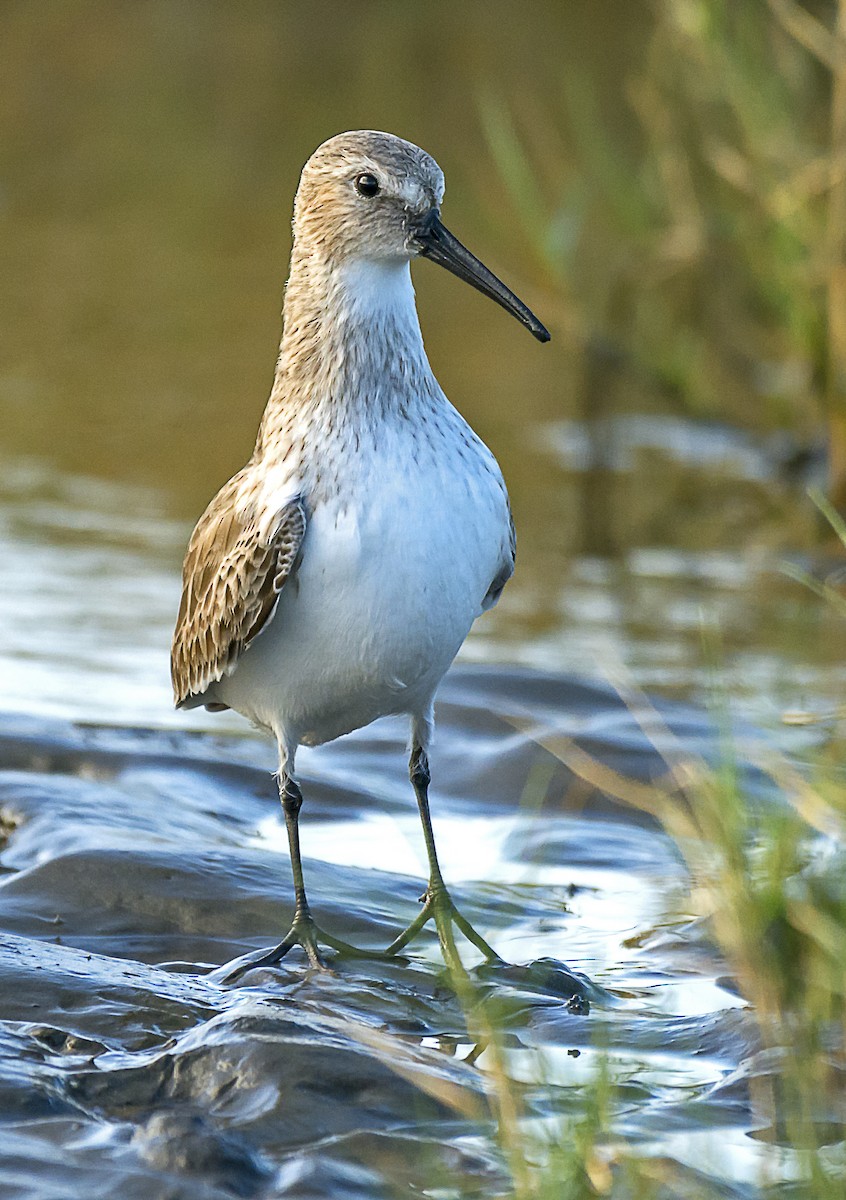 Dunlin - Adrian Moss