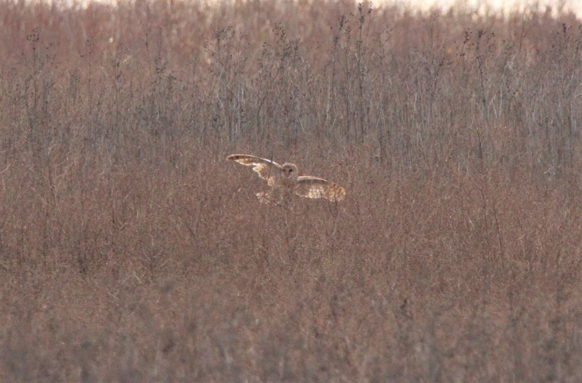 Barn Owl - ML285871141