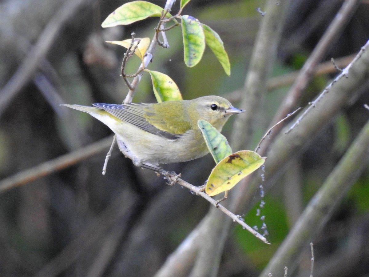 Tennessee Warbler - S. K.  Jones