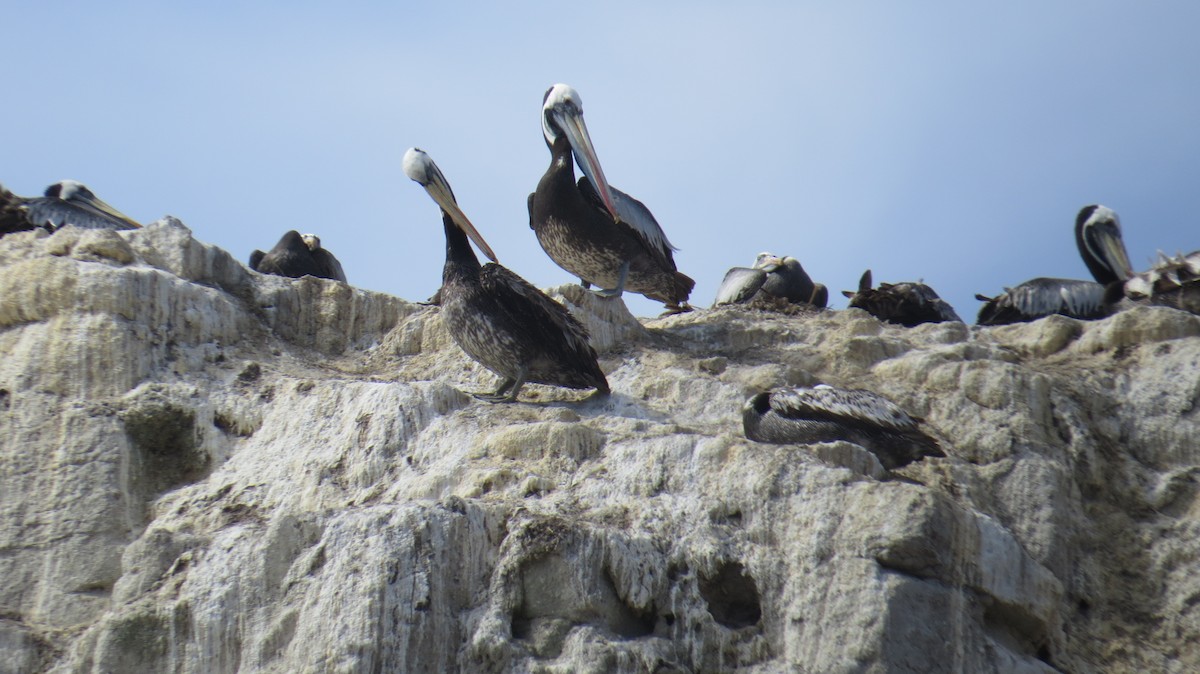pelikán chilský - ML28587291