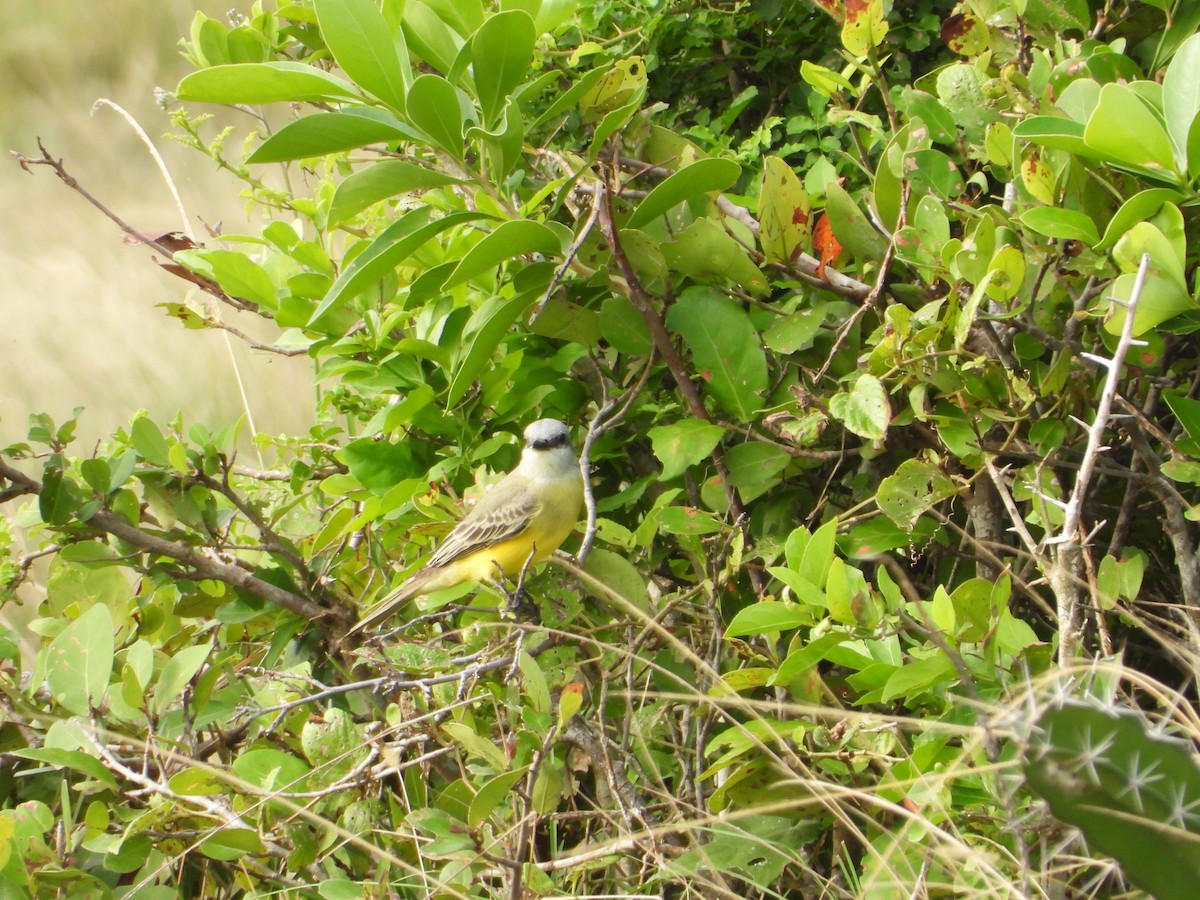 Couch's Kingbird - ML285873341